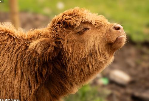 Animal & Dairy Product