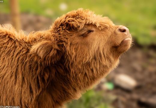 Animal & Dairy Product