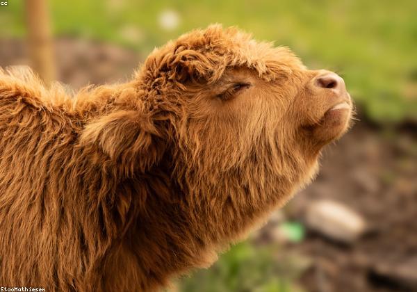 Animal & Dairy Product
