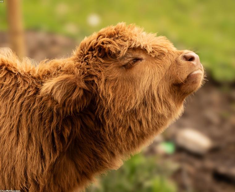 Animal & Dairy Product